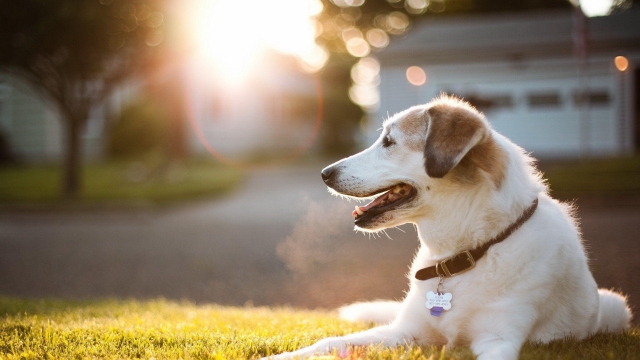 The Ultimate Guide to Keeping Your Pet Happy and Healthy