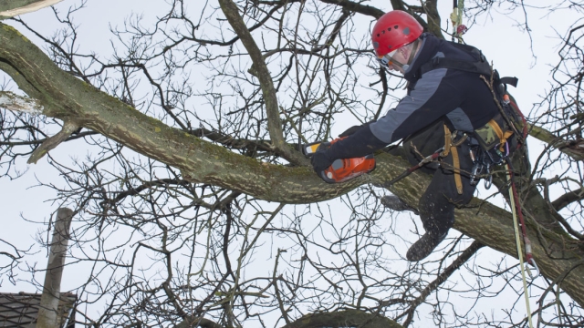 Tackling Timber Troubles: Unearthing the Art of Tree Removal