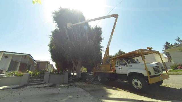 The Art of Arboreal Care: Unveiling the Secrets of Tree Removal and Trimming