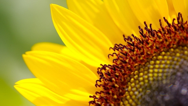 Bugging Out: How to Handle Cabbage Worms and Harvest Sunflowers