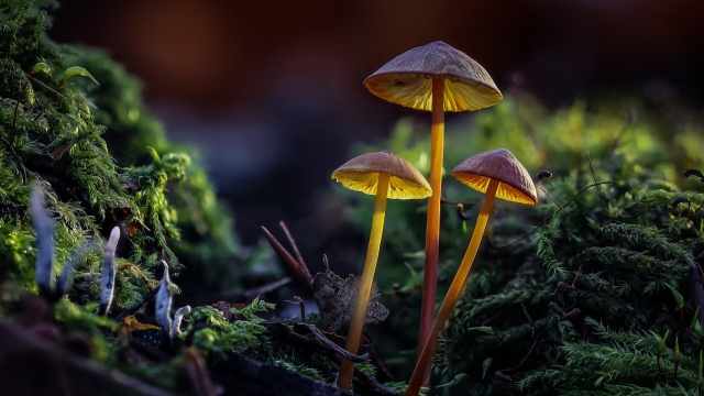Mushroom Magic: Unveiling the Secrets of Successful Mushroom Cultivation