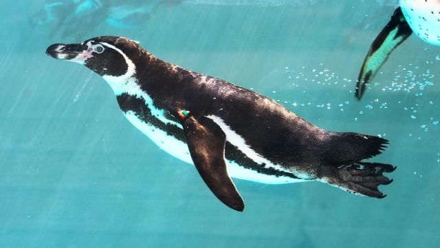 Latest Trends in Pool Design and Construction