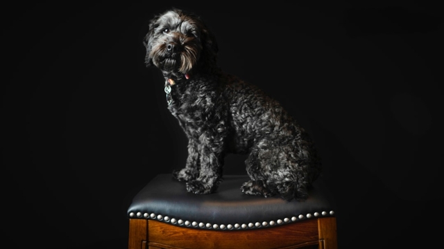 Understanding Common Dog Allergies