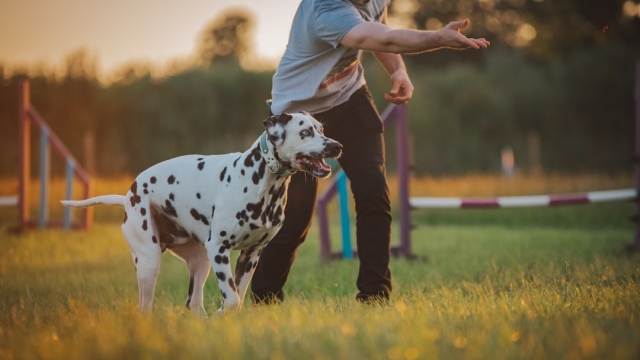 Choosing the Right Professional Dog Trainer in Houston